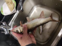 艾米娅[10组装]隐形主线组鱼线 绑好斑点成品线组方便钓鱼台钓鱼线套装 线号#3.50.1米 10组装7.2米（八字环款） 实拍图