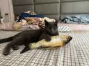 宠华仕 猫玩具逗猫棒猫咪玩具套装自动旋转蝴蝶 黄鱼中号40CM 实拍图