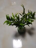水培新宠驱蚊竹柏水养植物室内客厅卧室桌面绿植盆栽花卉四季常青 绿钻石瓶+10棵竹柏 默认1 实拍图