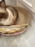 多可特（D-cat） 宠物零食小鱼干猫咪冻干多春鱼营养增肥发腮磨牙成猫幼猫通用 【先尝后买】多春鱼试吃装20g 实拍图