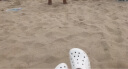 crocs卡骆驰贝雅儿童洞洞鞋男女童户外包头沙滩鞋拖鞋/207013 白色-100 35(215mm) 晒单实拍图