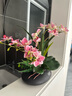 wo+ 高档新款手感PU蝴蝶兰仿真花艺客厅餐桌花电视柜装饰花假花 黑色扁陶瓷盆+B款玫红鸽子兰 实拍图