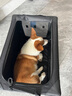 DO DO PET宠物车载笼猫笼狗笼可折叠大中小型犬狗狗宠物笼猫狗坐车隔离笼子 黑色-四面网布开口款 M码（66×45×45cm）全车型后排 实拍图