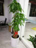 绿韵花田【两小时达】发财树鸿运当头天堂鸟大型绿植公司门口乔迁送礼 红掌盆栽 实拍图
