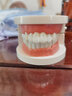 伯元堂【口腔教学】牙齿模型幼儿早教刷牙幼儿园教刷牙儿童宝宝口腔教学 标准牙齿模型 实拍图