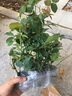 清韵伊人 木香花树苗爬藤四季开花红黄白特大苗耐寒盆栽地栽爬墙花卉蔷薇 白木香 小苗20-40厘米高 不含盆 实拍图
