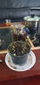 迷你小玫瑰花大盆盆栽带花苞四季开花办公室内植物花卉鲜花绿植 大红色玫瑰高筒加仑盆 含盆 实拍图