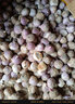 柏馋【精选鲜蒜】紫皮独头蒜新鲜辛辣香 新蒜干蒜当季整箱农家自种整 独头蒜  大果 3.0-3.5cm5斤 实拍图