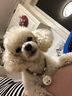 SLPC狗牌定制身份牌小型犬泰迪博美挂牌项圈铃铛刻字猫吊牌防走失饰品 卡其色民族风+名牌 S-小型（3到20斤可用） 实拍图