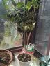 开时果 四季桂花树苗盆栽老桩浓香型花卉 室内植物客厅阳台好养绿植盆景 【家居点缀】精品桂花/40-50cm+砖红加仑盆 基地直发 实拍图