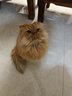 洁客豆腐猫砂 植物结团豆腐猫沙低尘吸味除臭可冲马桶 绿茶豆腐猫砂-2.72kg*3袋 实拍图