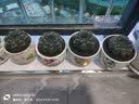 仙人球绯花玉开花带花苞仙人掌类多肉绿植物桌面花卉小盆栽 傲娇直径6-8厘米 不含盆 实拍图