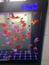 森森超白鱼缸水族箱客厅大型底滤专业龙鱼缸智能生态懒人鱼缸 经典黑 （高缸矮柜）ED靠墙款100长x36宽x152高 实拍图