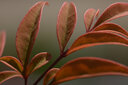 老蛙（LAOWA）老蛙100mm F2.8 2倍放大全画幅微距镜头 百微花卉昆虫口腔牙科人像E口 官方标配【含赠品】 尼康Z卡口 实拍图