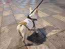 憨憨宠 狗狗衣服猫衣服宠物泰迪衣服冬季猫咪衣服小型犬衣服幼犬秋冬服 蓝色 萝卜小挎包卫衣 L号建议体重8-11斤 实拍图