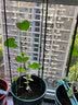 柯必达 爬藤架花架 植物攀爬架铁艺架子月季铁线莲花架爬藤花支架 伸缩型 高1.5m(3杆5圈) 实拍图