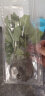 寿禾家庭花草盆栽香草植物迷迭香百里香甜罗勒九层塔阳台种植盆栽苗 藿香幼苗 5棵 实拍图