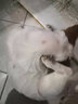 俏贝丽驱虫药狗狗猫咪体内外同驱滴剂打虫药劲滴幼猫幼犬泰迪金毛去虱子除跳蚤宠物驱虫药 巴迪D800弓形虫球虫体内寄生虫（强力驱虫 内外） 实拍图