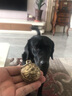 咪贝萌复古清脆虎头铜铃铛宠物项链猫咪小狗泰迪大狗金毛项圈防走失用品 直径4.2CM狮子头 均码 实拍图