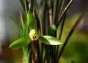 华香园春兰老八种之一【集圆】兰花苗浓幽香型办公室内盆栽绿植 集圆 1棵4苗 不带花苞 裸根发货 实拍图