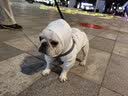 憨憨宠 狗狗衣服猫衣服宠物泰迪衣服冬季猫咪衣服小型犬衣服幼犬秋冬服 蓝色 萝卜小挎包卫衣 L号建议体重8-11斤 实拍图