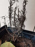 易水之夏迷迭香绿植盆栽阳台花卉香草植物 迷迭香 不含盆 实拍图
