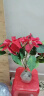圣诞红盆栽 一品红盆栽花卉办公室内植物真花盆栽  绿植花卉绿植 一品红 红色带花发货 红色 晒单实拍图