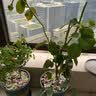 意轩花卉盆栽白茉莉白色茉莉花苗重瓣茉莉白茉莉盆栽茉莉 白茉莉5-6棵苗【带花苞】 实拍图
