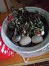 春沭 盆栽微型钻石玫瑰月季室内阳台绿植物盆栽花卉带花苞四季开花花苗 红色玫瑰 带盆栽好 实拍图