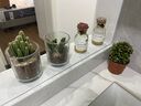 开时果 多肉植物仙人球仙人掌小盆栽桌面植物 肉肉组合办公室内绿植花卉 万重山+摇钱树+金枝玉叶 实拍图