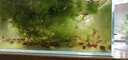 森森 水族鱼缸过滤器 外置壁挂过滤器 去除油膜瀑布式过滤 HBL-801壁挂过滤桶适配20-40cm鱼缸 实拍图