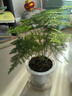 绿有意绿植盆栽多肉花卉盆栽植物室内桌面水培绿植办公室客厅植物懒人 文竹（文雅潇洒） 实拍图