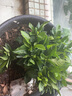 开时果 栀子花盆栽浓香型四季开花卉 阳台花卉好养绿植物源头直发包邮 简易盆【120#栀子花】 实拍图