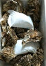 海味先生 生蚝鲜活 海蛎子 2.5kg 袋装 【爆款】5斤（20-25只） 实拍图