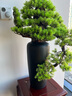 朴记 禅意新中式仿真迎客松艺术品摆件客厅酒店玄关办公桌软装室内创意陶瓷盆景家居根雕桌面装饰品 崖柏迎客松组合 实拍图