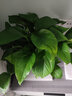 樱霞【顺丰上门】绿萝盆栽室内植物绿植水培长藤垂吊大叶绿箩阳台家用 18O#精品原盆自储水4盆/液4 实拍图