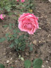 墨一藤本月季爬墙玫瑰蔷薇庭院四季开花 瑞典女王1.5-1.6M 源头直发 实拍图