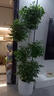 植男植女琴叶榕盆栽绿植室内客厅落地大型易活乔迁新居入户好养源头直发 实拍图
