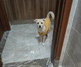 宠星记 宠物衣服 小型犬狗狗 小猫咪 冬季居家防飘毛 泰迪比熊雪纳瑞 粉色大号XL 胸围41-45cm 实拍图