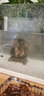 佳璐（jialu）超白水草鱼缸免换水族箱懒人生态鱼缸小型水族箱 38cm长 水草超白缸（含底沙） 实拍图