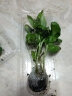寿禾 罗勒种子蔬菜九层塔阳台四季食用春夏季香草植物种籽 九层塔苗 5棵 晒单实拍图