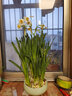 易囍艺 水仙花种球盆栽水养植物易活室内四季好养客厅办公室花卉绿植水 漳州水仙种球4个（大号球）+青瓷陶瓷盆+营养液 实拍图
