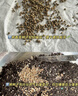 播种心情 家庭种植蔬菜种子孑籽大全四季播种阳台盆栽农家庭院小菜园有机 四季香菜种子2包 实拍图