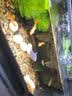 云峰海瑞 小型热带鱼观赏鱼活体红绿灯鱼淡水水族鱼宠物虎(四间鱼)皮鱼 莺歌燕舞仙女合辑 共4条 实拍图