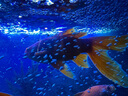 俪鱼(LIYU)观赏鱼多功能浓缩抑菌海盐软化水质水族球型颗粒鱼盐 1kg 甲基蓝盐1KG 实拍图