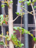 尔澜带盆栽好突尼斯软籽石榴树苗露天庭院阳台盆栽地栽石榴苗果树苗木 实拍图