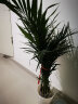 花友中梦富贵椰子植物盆栽客厅大型绿植室内落地办公室盆栽 富贵椰子高80-90厘米+塑料螺纹盆 晒单实拍图