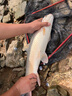 达亿瓦（DAIWA）  新款 一击鱼线 尼龙线 高强度钓鱼线 日本原丝钓线 尼龙鱼线 主线（50M)【橙色】 4号 实拍图