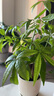 花友发财树盆栽办公室盆栽室内客厅桌面绿植小盆景发财树植物花卉 花好月圆陶瓷花盆+三杆发财树 实拍图