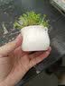 行湘多肉植物组合小盆栽办公室桌面仙人掌仙人球水培绿植花卉源头直发 实拍图